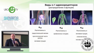 Кузьмин И.В. - Альфа-адренергическая селективность. Уродинамические аспекты