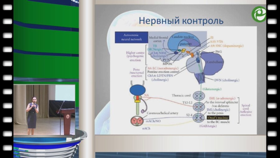 Коршунова Е.С. - Сексуальные дисфункции у пациентов с нейрогенными поражениями