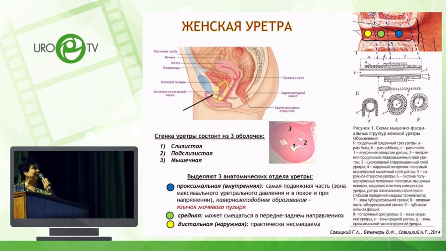 Стрельцова О.С. - Коррекция гемодинамических нарушений нижних мочевыводящих путей у больных с уретральным болевым синдромом