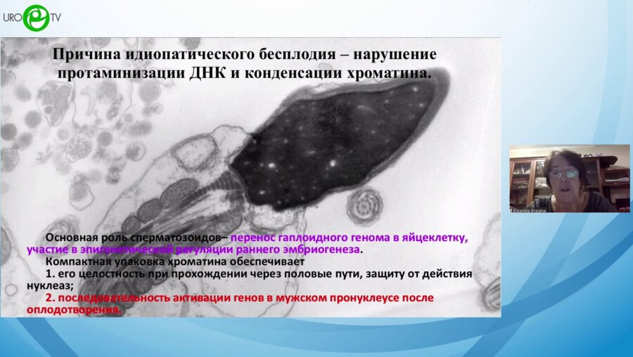 Брагина Е.Е. - Структура и функции стерматозойдов при нарушении фертильности
